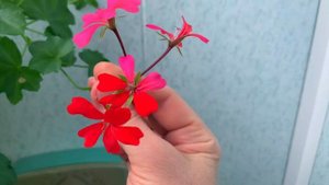 Пеларгония Плющелистная. Разве такое бывает?