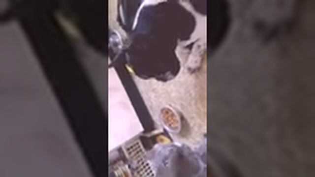 Для тех кто боится заводить собаку из-за кошки. смотреть онлайн