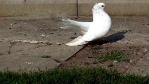 Староказачьи голуби Днепропетровской обл 0995073595