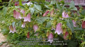 Многолетние цветы колокольчики