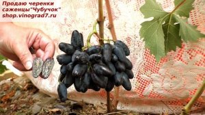 Виноград Могучий - ранний срок созревания и крупная ягода