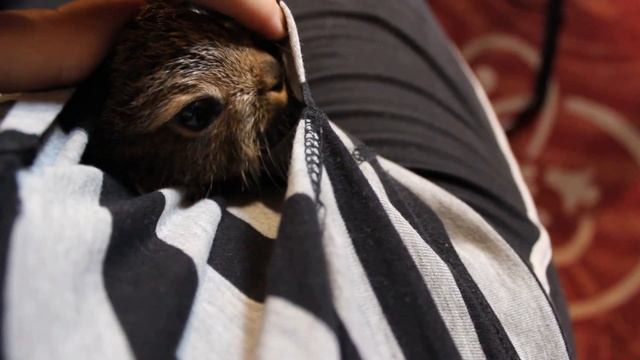 Кнопка в кармане или "Чем заяц - не кенгуру?" смотреть онлайн