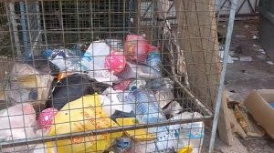 20190911 мыши на помойке, Томск, ул  Сибирская, 102 18ч 10мин