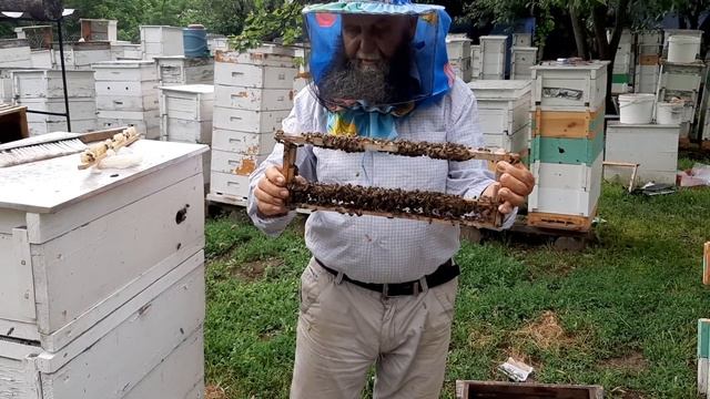 Маточное молочко в маточниках с личинкои и вывод маток.