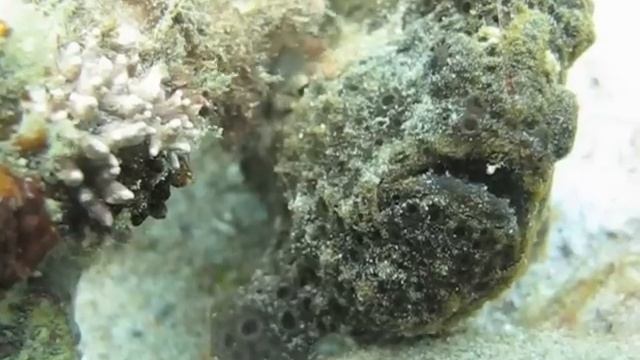 Dive Puerto Galera 2009 (HQ480p Canon G9) смотреть онлайн