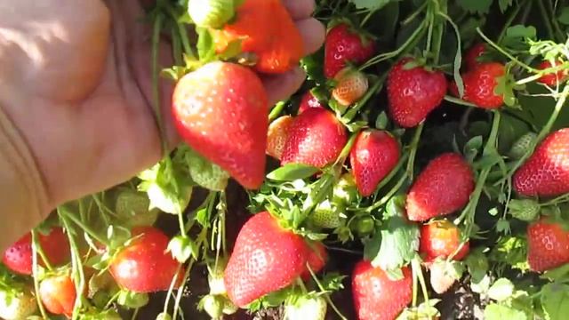 Фурор - ремонтантный сорт НСД . смотреть онлайн