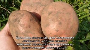 Картофель Азарт