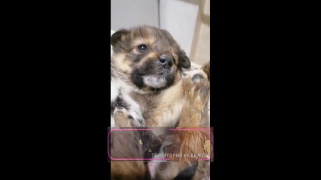 Подарок приюту, четыре щенка, три мальчика и одна девочка, думаем, как их назвать.