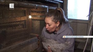 Жительница села на юге края устроила мини-птицефабрику и разводит страусов (Икс Минусинск).