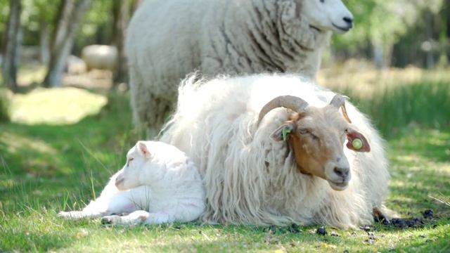 Сказки на ночь. «Волк и баран» смотреть онлайн