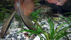 Сиамский водорослеед - убийца бороды и прочей волосатости