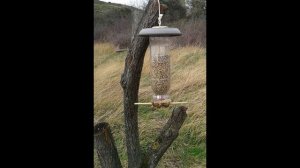 Подборка кормушек для птиц из пластиковой бутылки своими руками