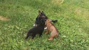 Щука, тазик и щенки