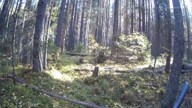 ОХОТА НА РЯБЧИКА С МАНКОМ. ПОДГОТОВКА К ОХОТЕ НА КУНИЦУ. смотреть онлайн