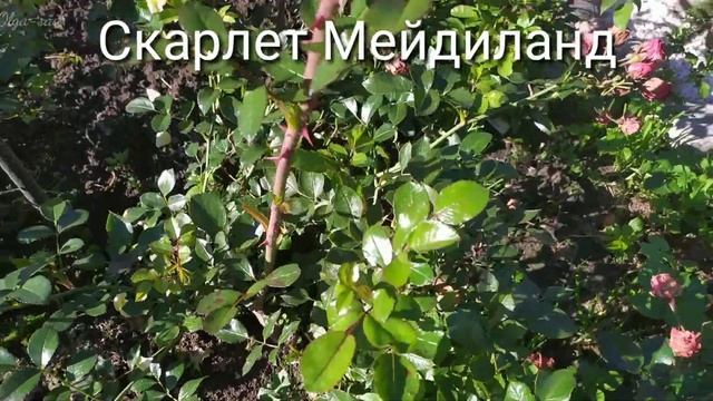 Розы для Северо-запада. Розоводам Ленинградской области. смотреть онлайн