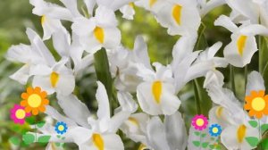 Ирис голландский (Mount Everest). Краткий обзор, описание характеристик, где купить луковицы