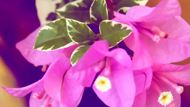 Bougainvillea Flower - Free Video Footage смотреть онлайн