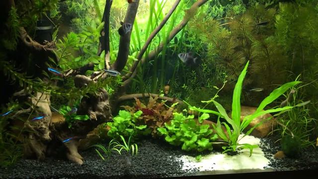 Аквариум на 70 литров смотреть онлайн