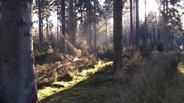 Хвастливый мельник. Старый ботинок. Гулливер в Стране лилипутов смотреть онлайн