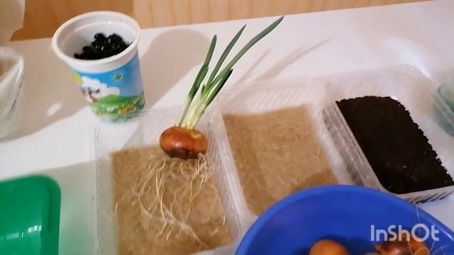 Блины с микрозеленью ,ЛУК НА ТКАНИ ,посев зелени и котик ! смотреть онлайн