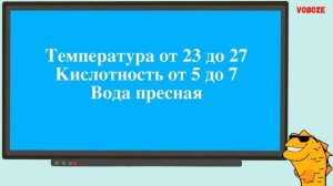 Рыба Лист в аквариуме Содержание этой удивительной рыбки Разведение Рацион и Совместимость