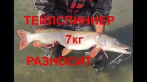 ОБЬ (часть 2) - мамаша на 7 кг на тэйлспиннер