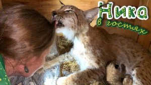 НИКА (Yoll) В ГОСТЯХ У БОЛЬШИХ КОШЕК И КОТЯТ