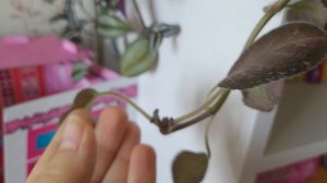 Черенкование комнатных растениях - колеус, Традесканция, Эписцея