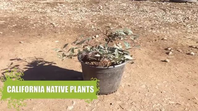 Arctostaphylos Wholesale смотреть онлайн