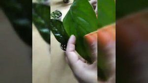 Обо всём по немножку???