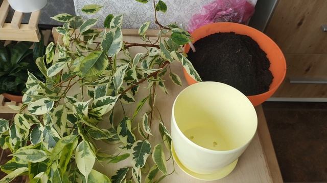 Фикус Бенджамина Де Гантель. Пересадка реанимашки. Последствия неправильного ухода за фикусом смотреть онлайн