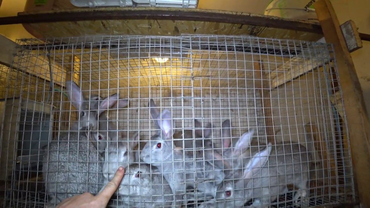 Продажа молодняка кроликов