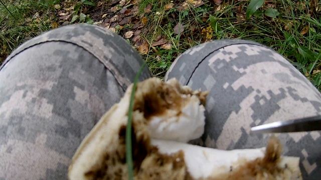 КОГДА И ГДЕ СОБИРАТЬ ОПЯТА ЛЕТНИЕ ОСЕННИЕ