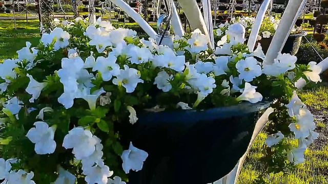 Грозный. Цветочный парк.  (Парк влюбленных )  Flower park in Chechnya .. the city of Grozny!