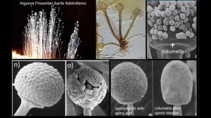 Zygomycota (sensu lato) Generalidades