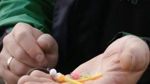 Серия 96. Спиннинг. Платник. Ловля форели. Рыбалка с Нормундом Грабовскисом.