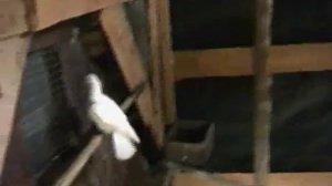 Голуби в Туле. Такие породы в Туле. Заказ голубей на свадьбу.  Т. 8-905-624-11-18