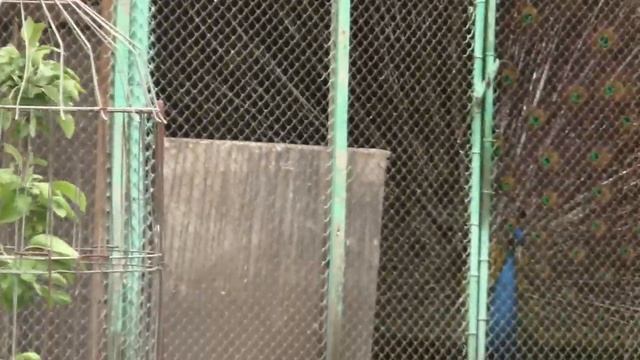 Вроде и ветер мой, но голубята не полетели ? смотреть онлайн