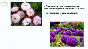Многолетние цветы для дачи: названия цветов и их особенности