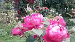 Розы Дэвида Остина. Бенджамин Бриттен. Шраб.