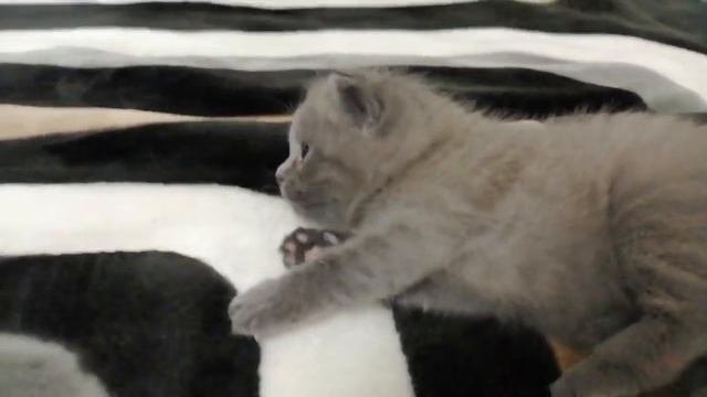 Котёнок