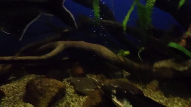 Парчовый птеригоплихт / Акулий сом / Клариас / Мешкожаберный сом смотреть онлайн