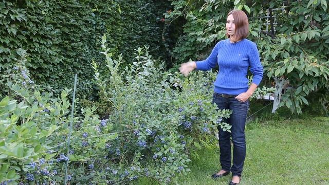 ГОЛУБИКА  - как получить большой урожай//основные правила посадки и ухода