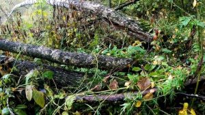 EнотОхота! Открытие сезона 2022-23! Проверка капканов на енотовидных собак! Удачно!