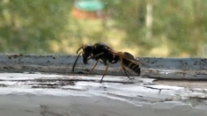 Что делает оса?