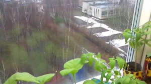 Обзор обрезанных по китайскому  способу томатов