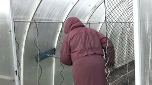 Обработка теплицы и грунта в ней осенью после сбора урожая от болезней и вредителей. Посев сидерато