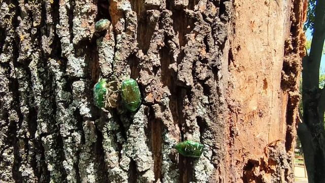 Жуки в городе. Бронзовка золотистая Cetonia aurata