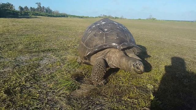 Fazendo cafuné numa Tartaruga Gigante de Aldabra em Bird Island, Seychelles смотреть онлайн