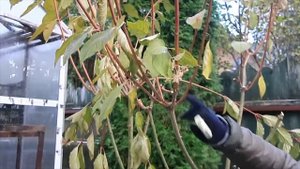 Обрезка старой метельчатой гортензии Фантом-2023г